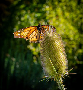 Prickly Landing-Scott Miller